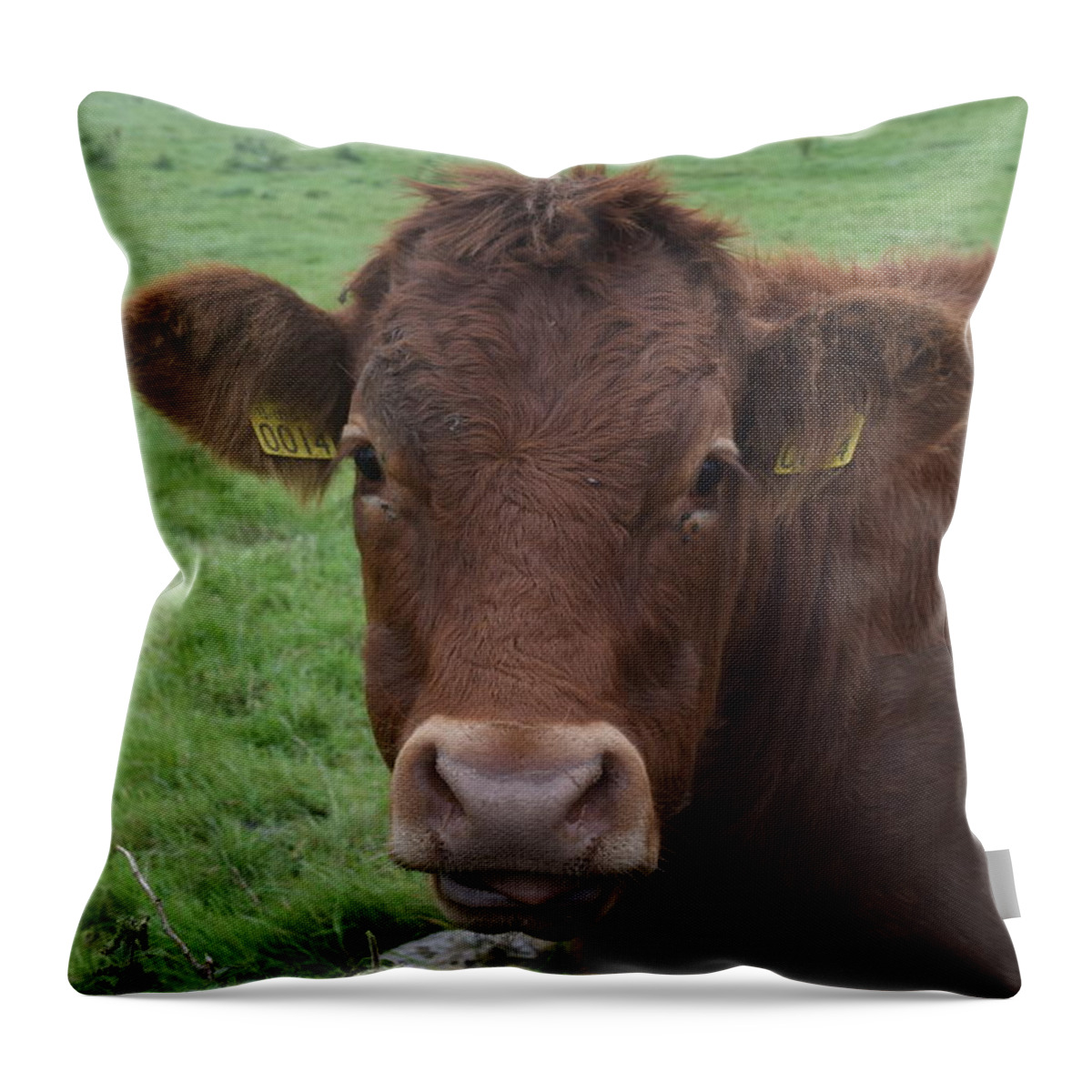 Ireland Throw Pillow featuring the photograph Doolin Cow by Curtis Krusie