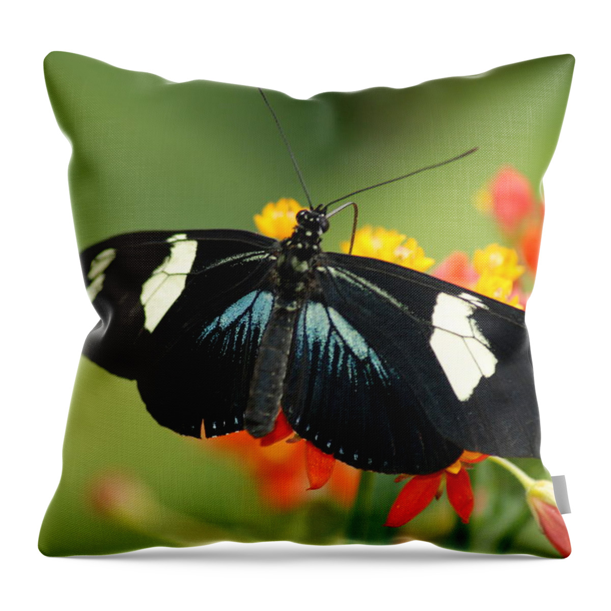 Doris Throw Pillow featuring the photograph Doris Butterfly by Richard Bryce and Family