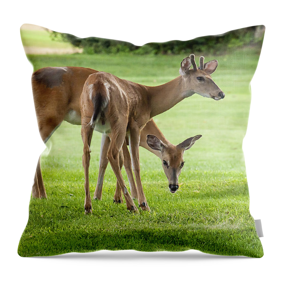 Deer Throw Pillow featuring the photograph Double Deer by Cathy Kovarik