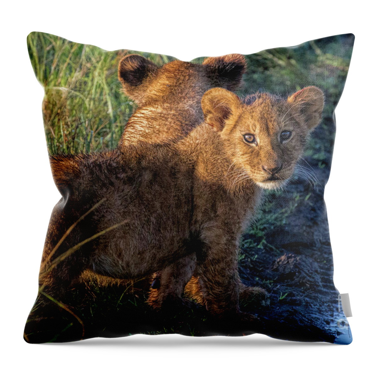 Lion Cubs Throw Pillow featuring the photograph Double Trouble by Karen Lewis