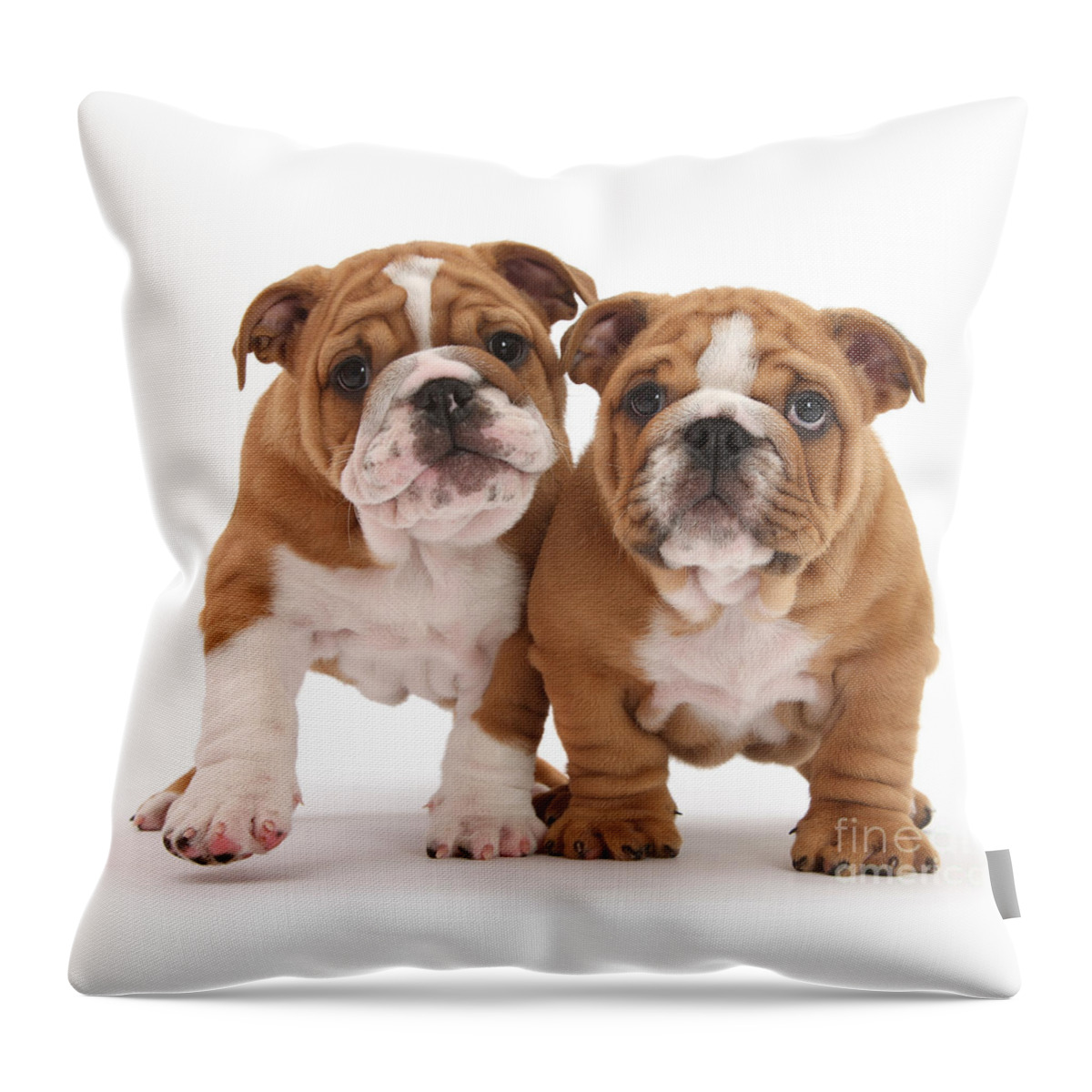 Two Throw Pillow featuring the photograph Double Trouble by Warren Photographic