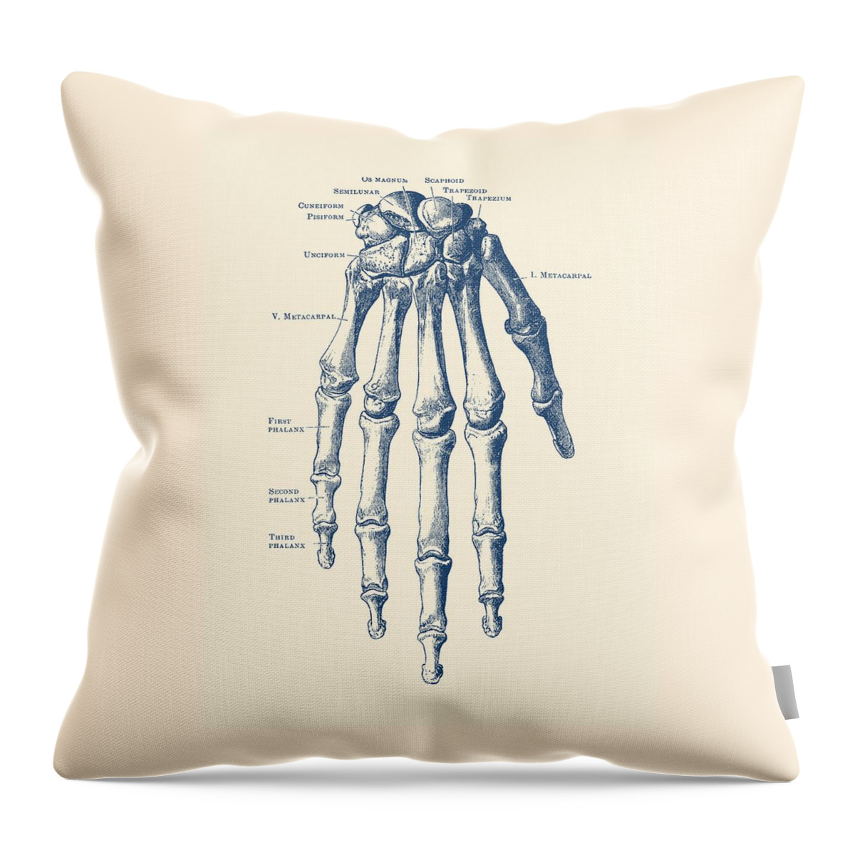 Skeleton Hand Throw Pillow featuring the drawing Down Facing Hand Skeletal Diagram - Anatomy Print by Vintage Anatomy Prints