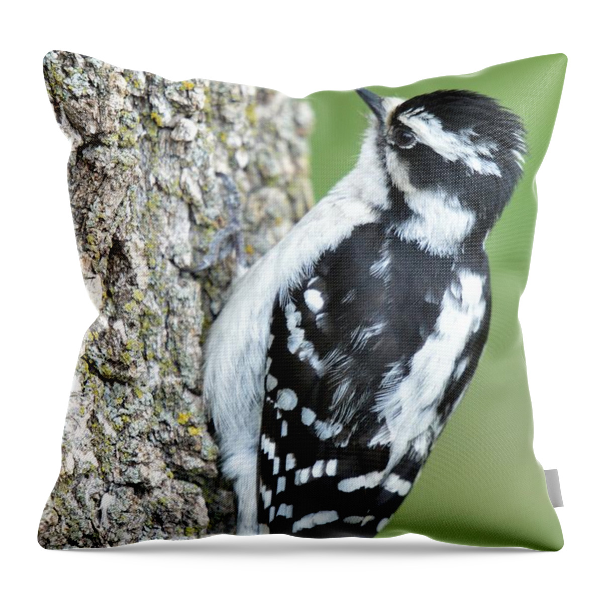 Animal Throw Pillow featuring the photograph Downy by Bonfire Photography