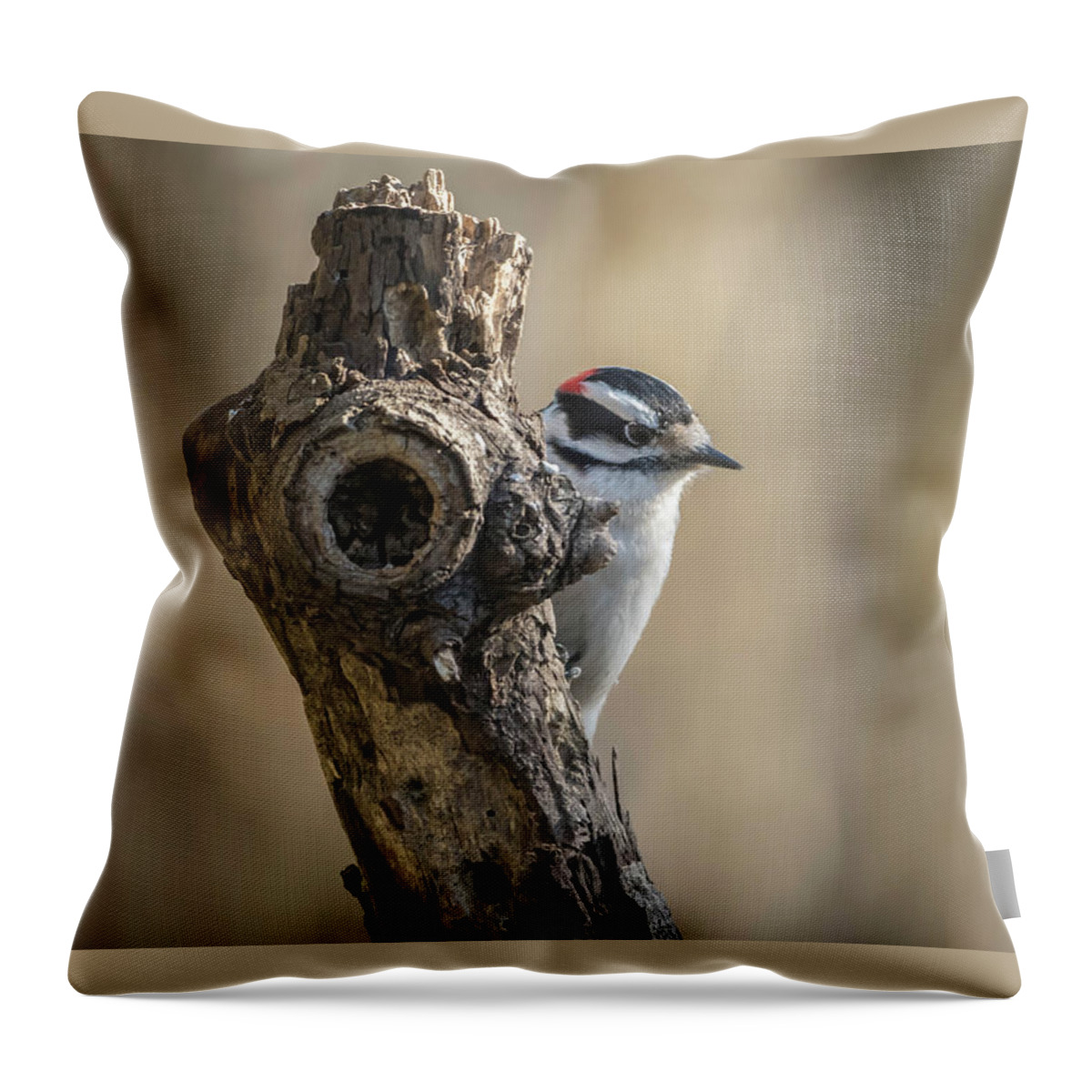 Bird Throw Pillow featuring the photograph Downy Woodpecker Img 1 by Bruce Pritchett