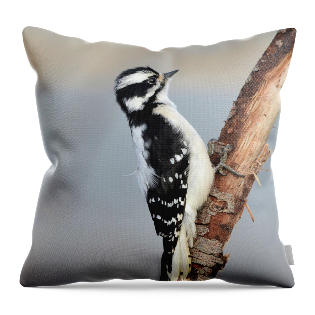 Downy Woodpecker Throw Pillow featuring the photograph Downy Woodpecker by Whispering Peaks Photography