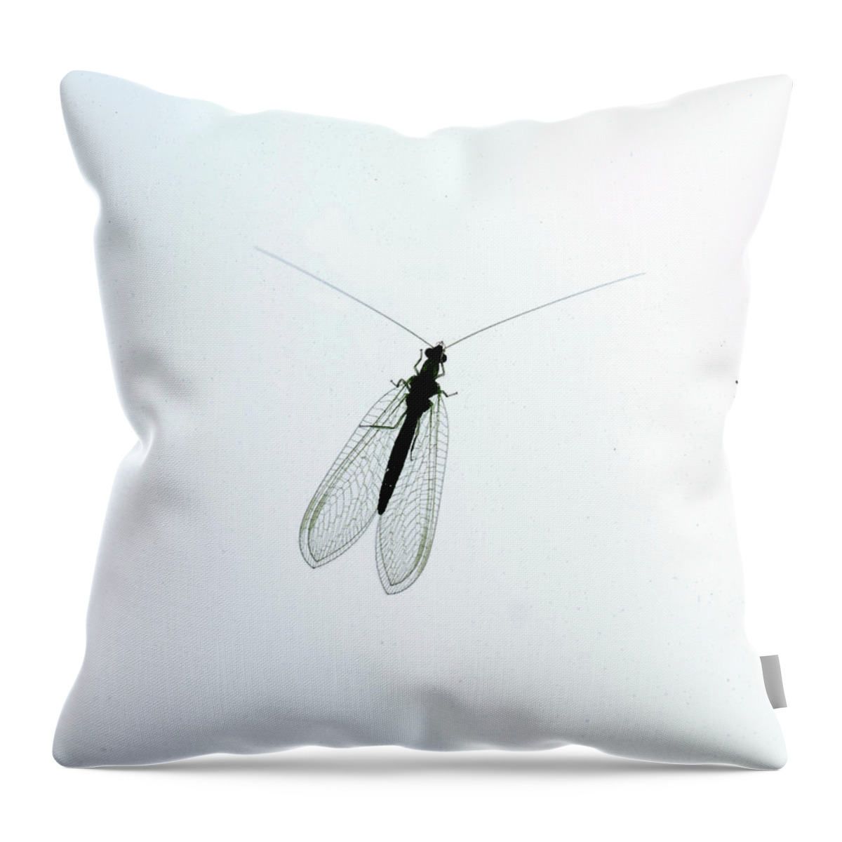 Insect Throw Pillow featuring the photograph Dragon Fly by Paul Ross