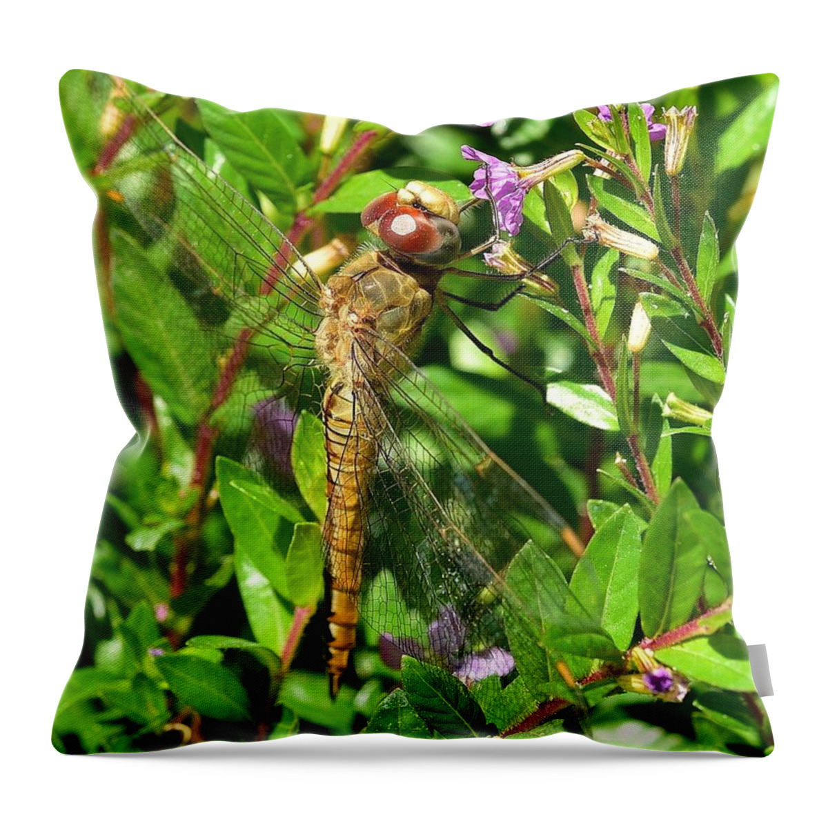 Linda Brody Throw Pillow featuring the photograph Dragonfly III by Linda Brody