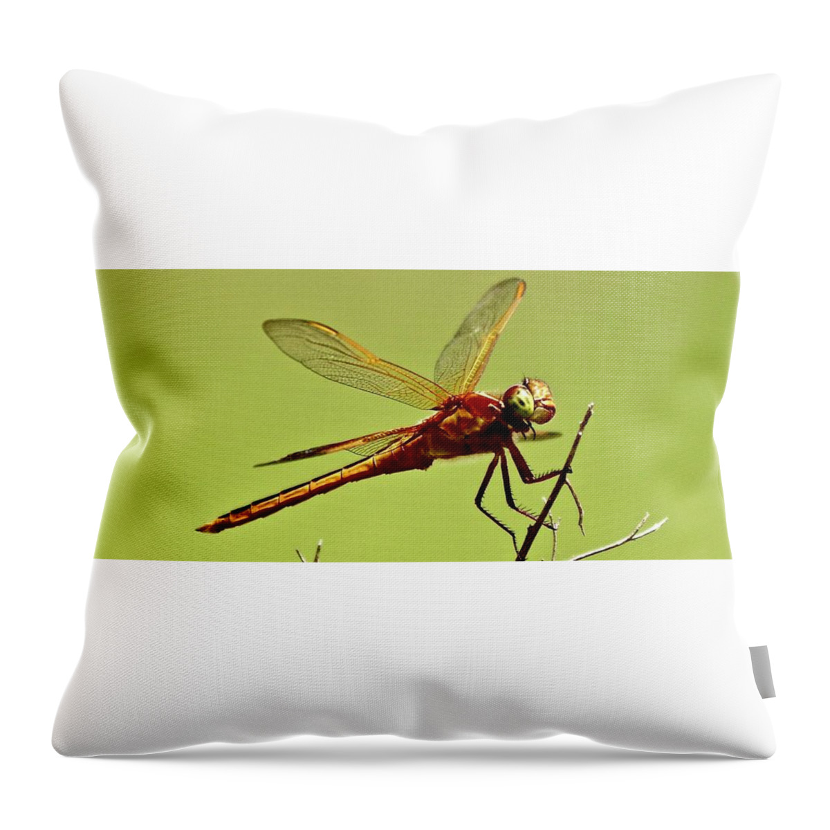 Dragonfly Throw Pillow featuring the photograph Dragonfly is annoyed with me by Shawn M Greener