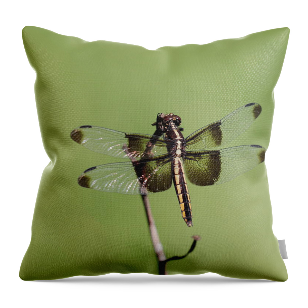 Dragonfly. Dragon Fly Throw Pillow featuring the photograph Dragonfly by John Moyer