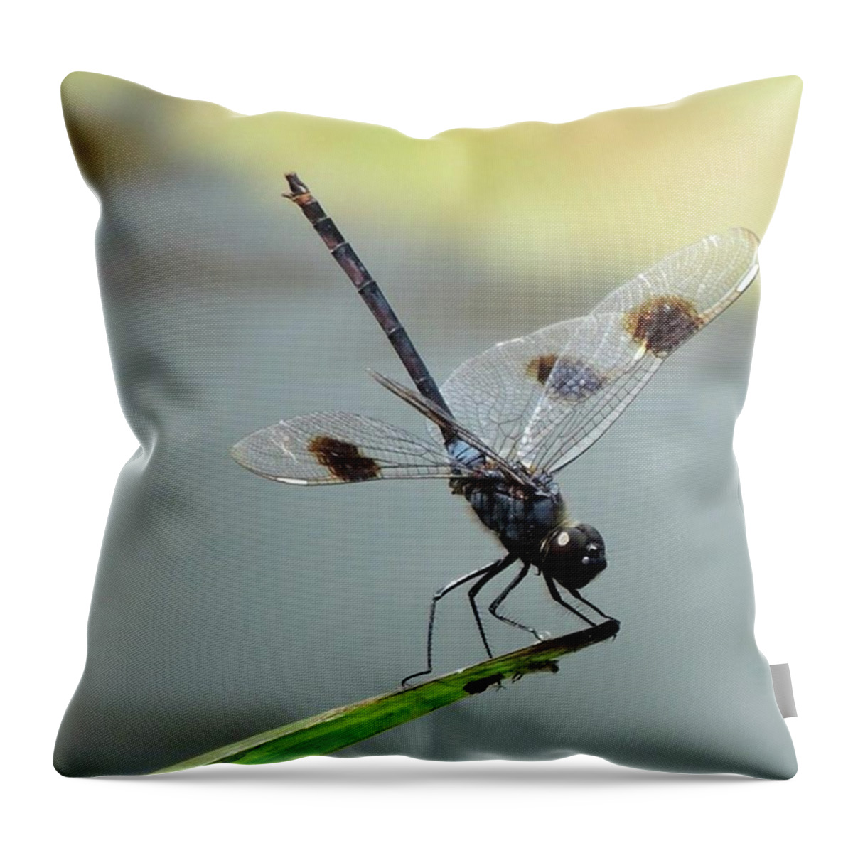Dragonfly Throw Pillow featuring the photograph Dragonfly by Marvin Reinhart