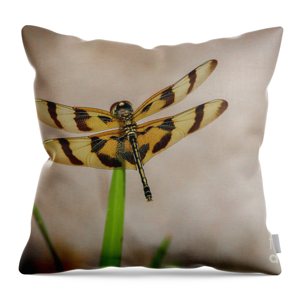 Dragonfly Throw Pillow featuring the photograph Dragonfly on Grass by Tom Claud