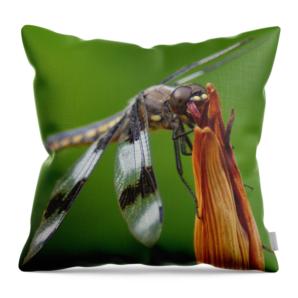 Dragonfly Throw Pillow featuring the photograph Dragonfly Portrait 2 by Ben Upham III