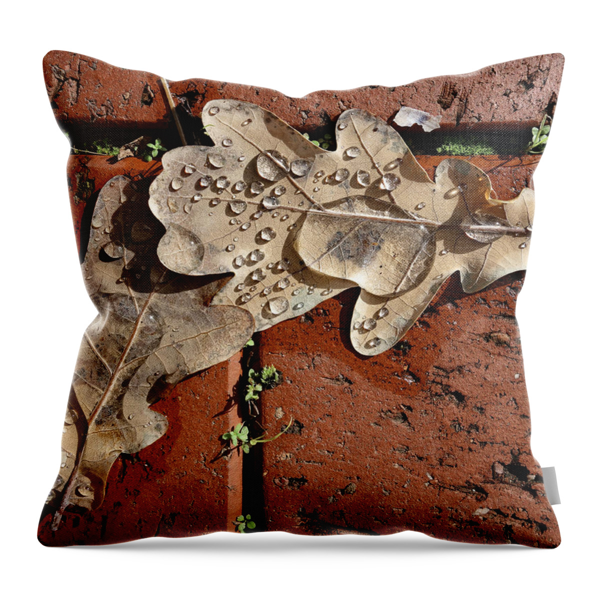Drinking Buddies Throw Pillow featuring the photograph Drinking Buddies by Wayne Sherriff