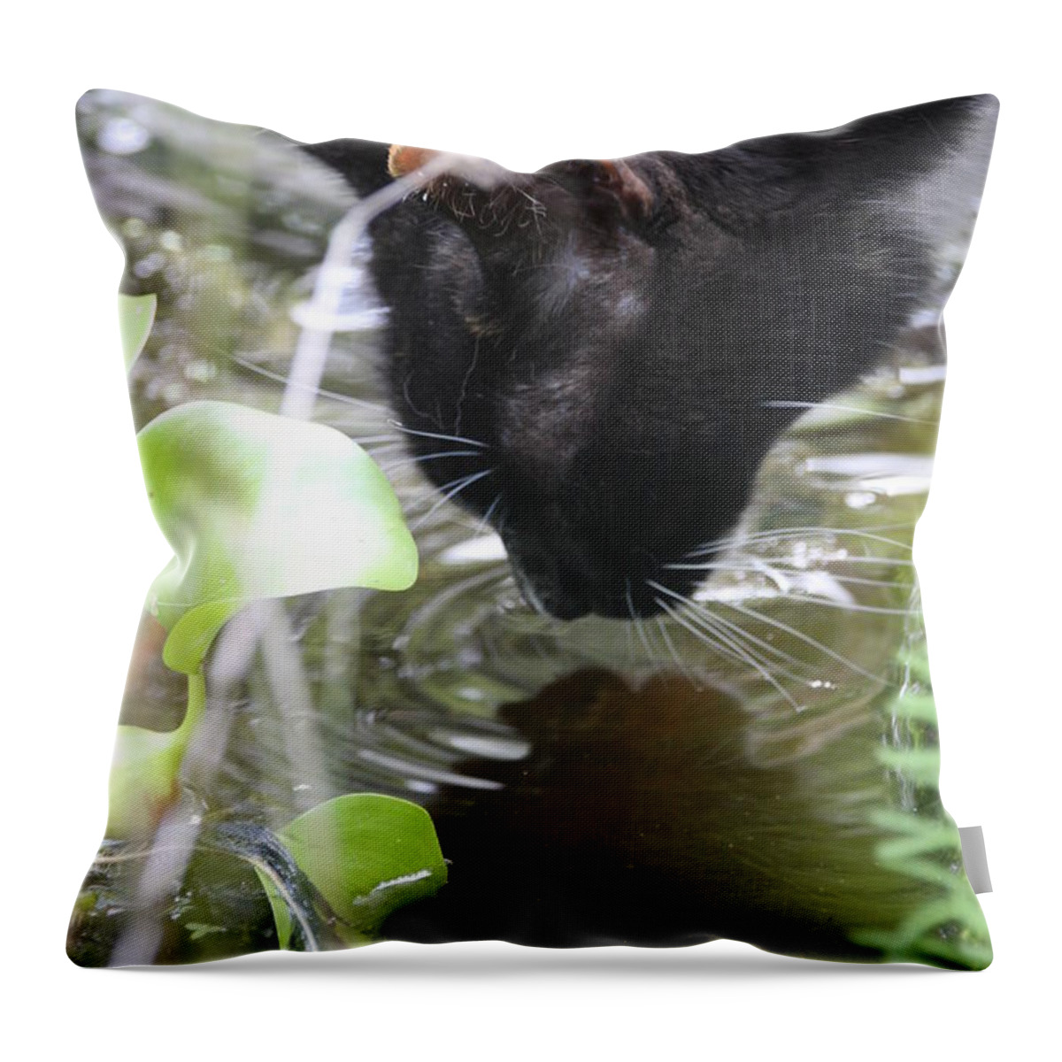 Calico Throw Pillow featuring the photograph Drinking Kitty by Wendy Coulson