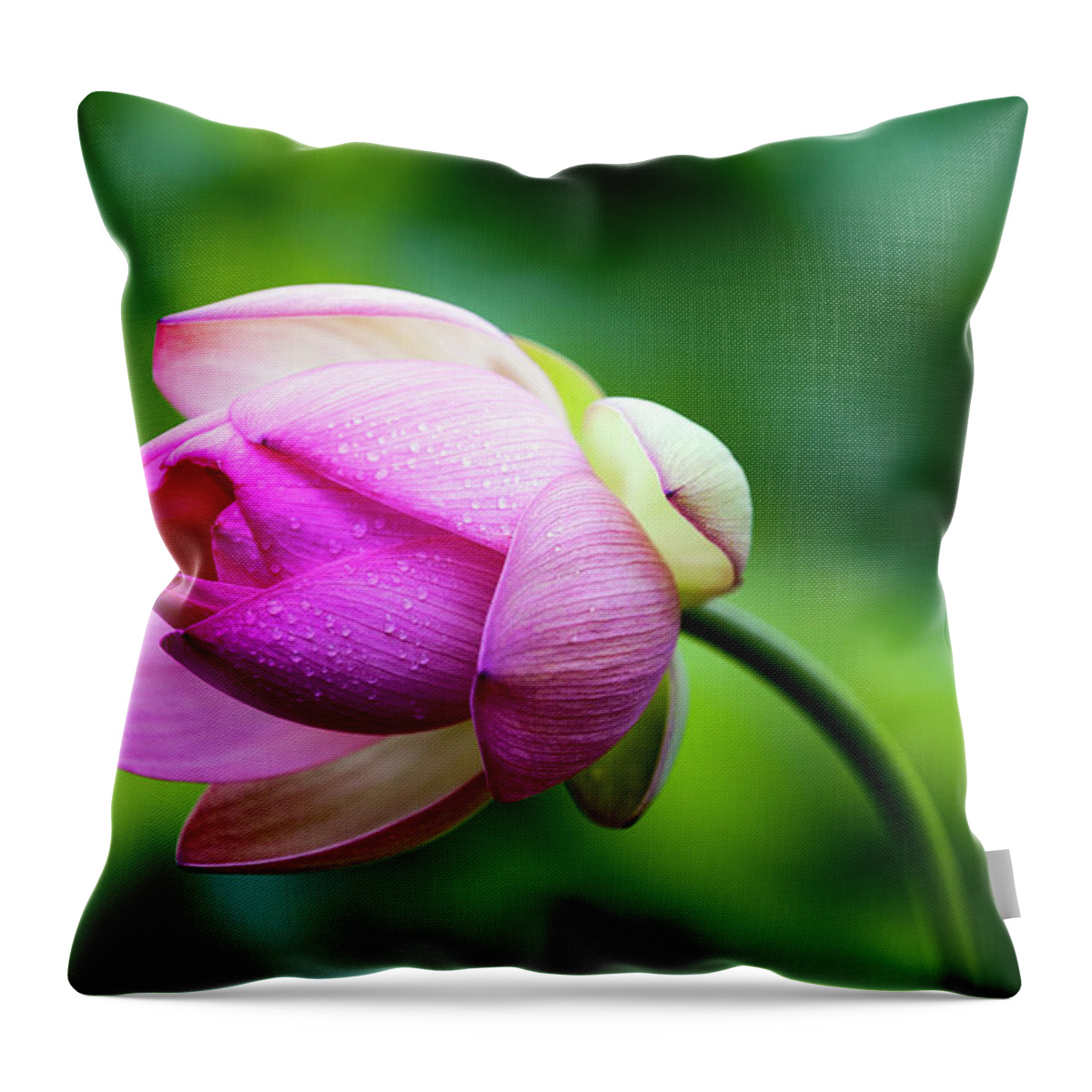 Lotus Throw Pillow featuring the photograph Droplets On Lotus by Edward Kreis