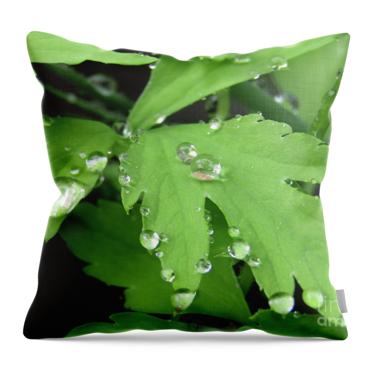Poppy Throw Pillow featuring the photograph Drops on Poppy Leaves by Kim Tran
