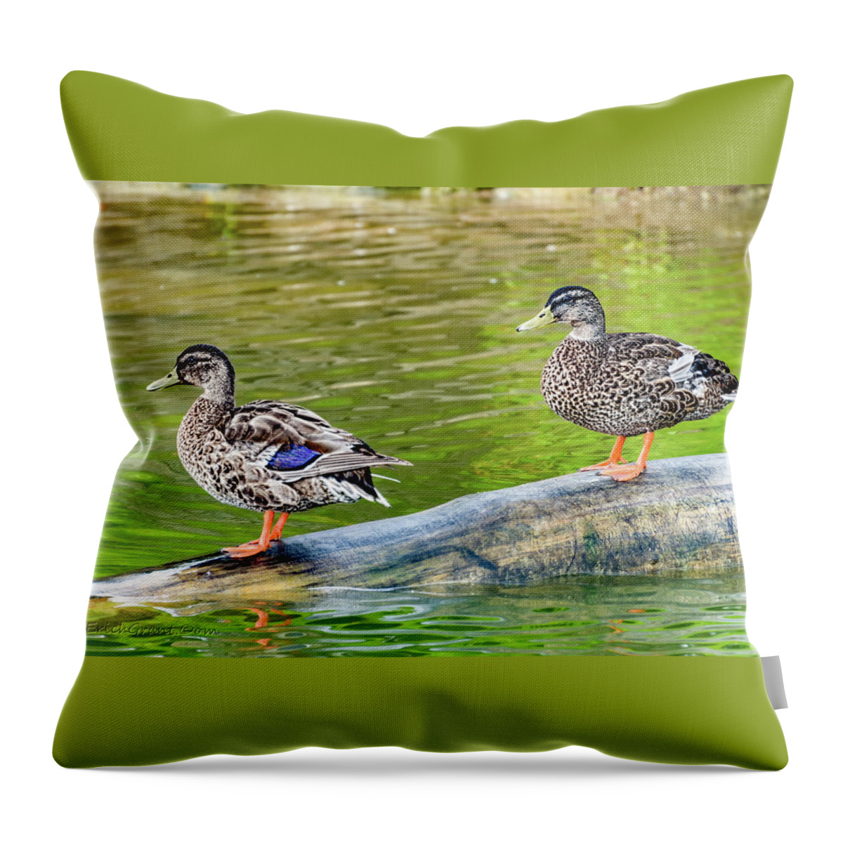 Texas Throw Pillow featuring the photograph Duck Duck by Erich Grant