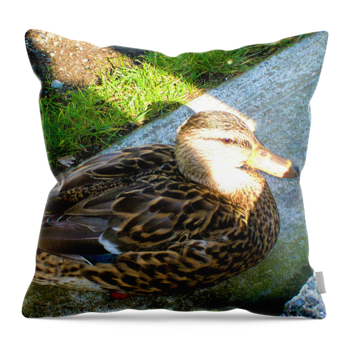 Duck Throw Pillow featuring the photograph Duck Melanie Tweed in the Sun by Donna L Munro