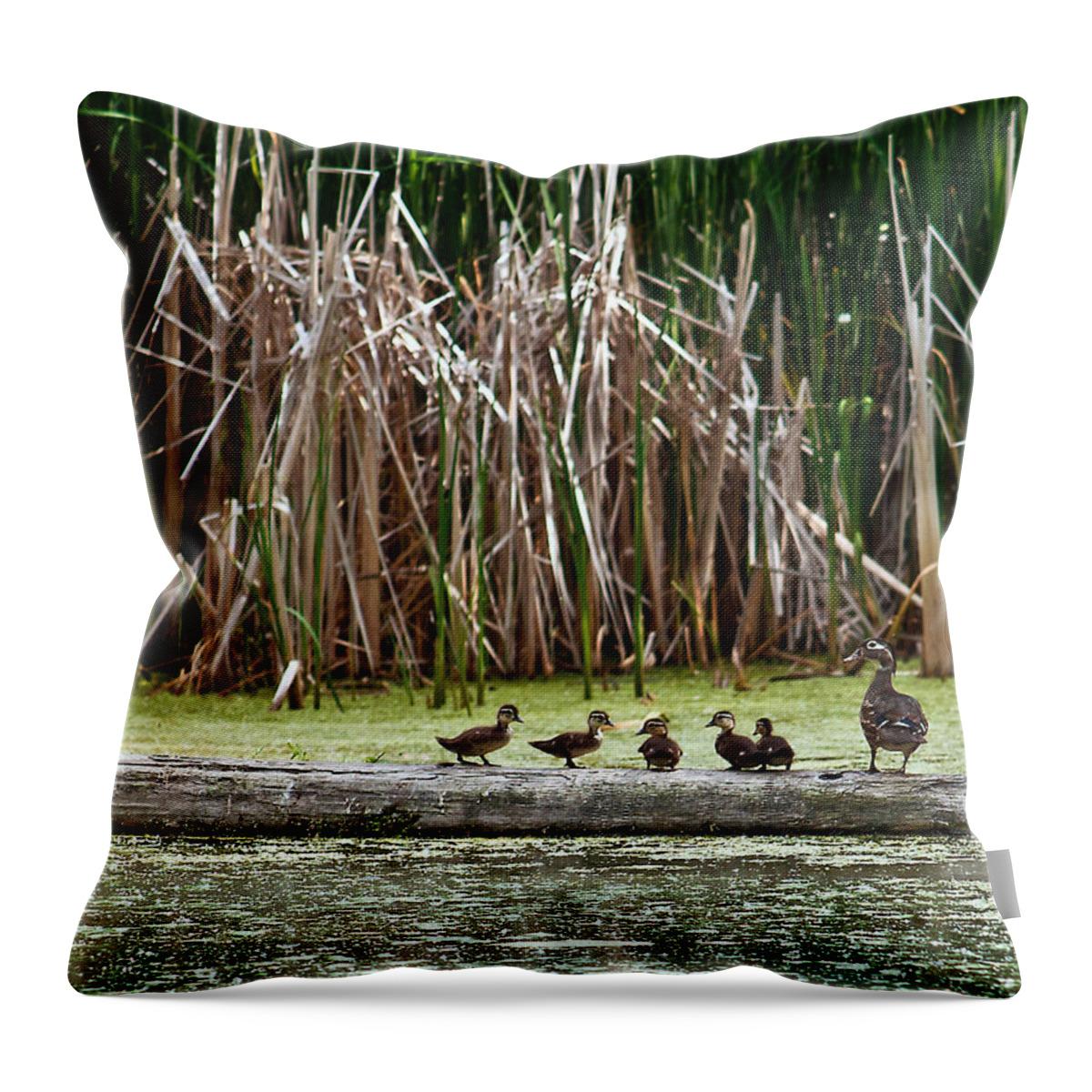 Wood Duck Throw Pillow featuring the photograph Ducks All In A Row by Ed Peterson