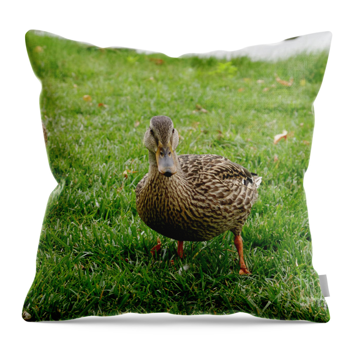 Animals Throw Pillow featuring the photograph Ducks in a Row by Rebecca Langen