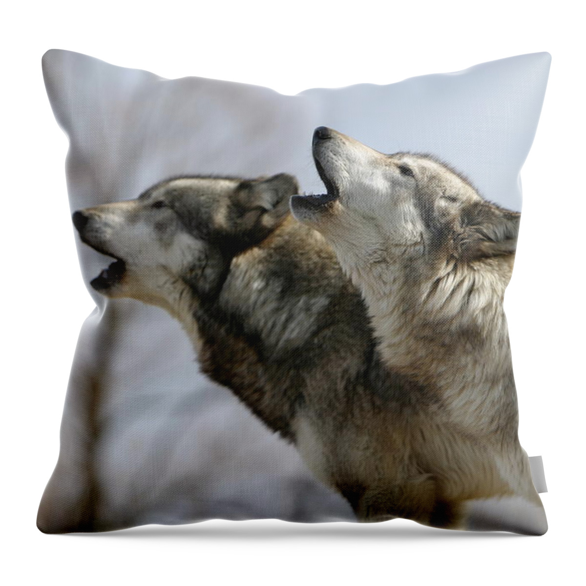Wolf Canis Lupus Canid Animal Mammal Wildlife Howl Duet Photography Wolfsong Photograph Throw Pillow featuring the photograph Duet Howl by Shari Jardina
