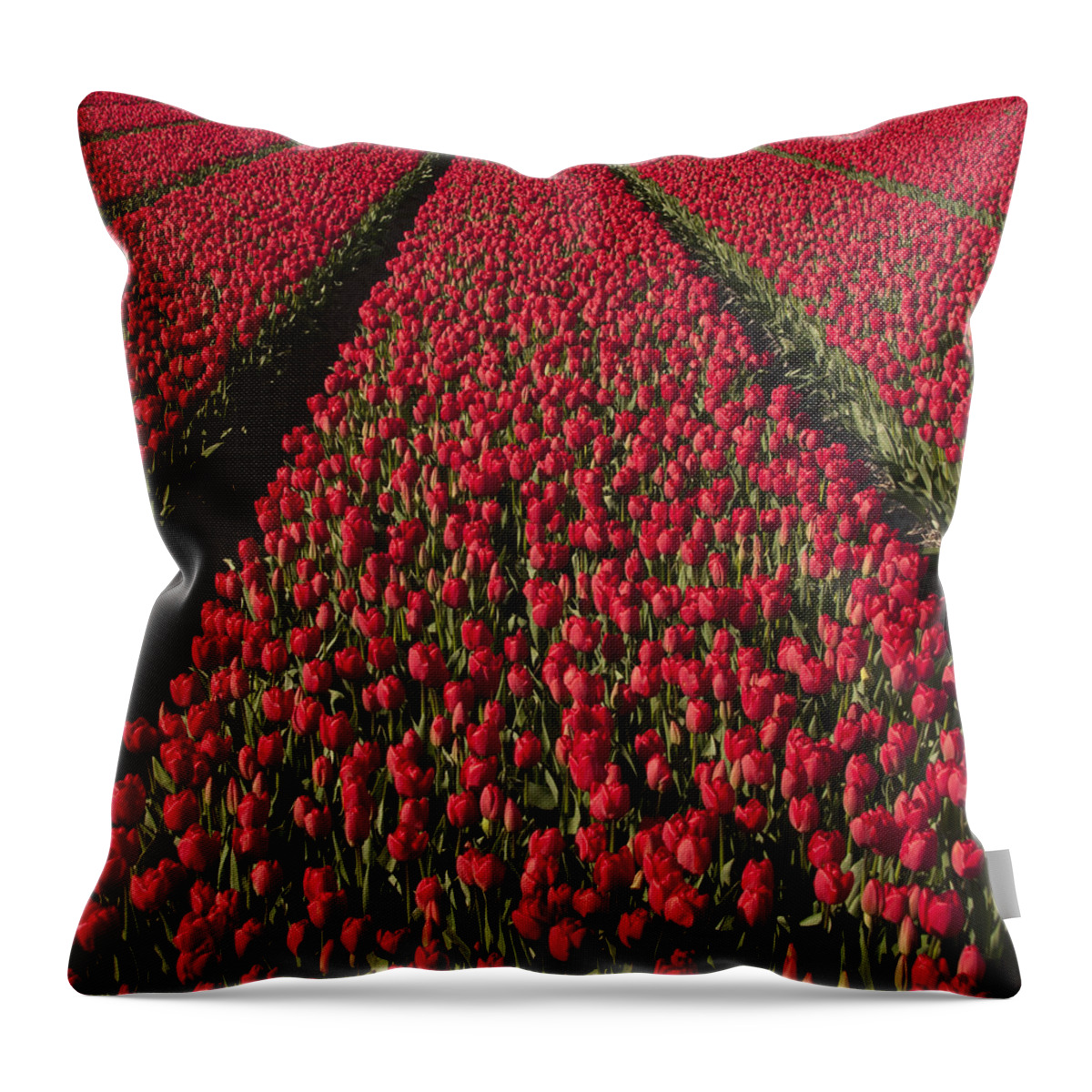 Netherlands Throw Pillow featuring the photograph Dutch Tulips second shoot of 2015 Part 1 by Alex Hiemstra