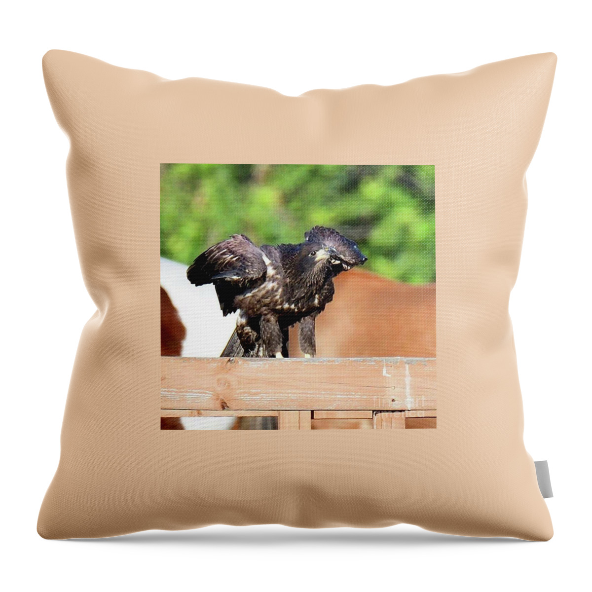 Bald Eagle Throw Pillow featuring the photograph E9 looking by Liz Grindstaff