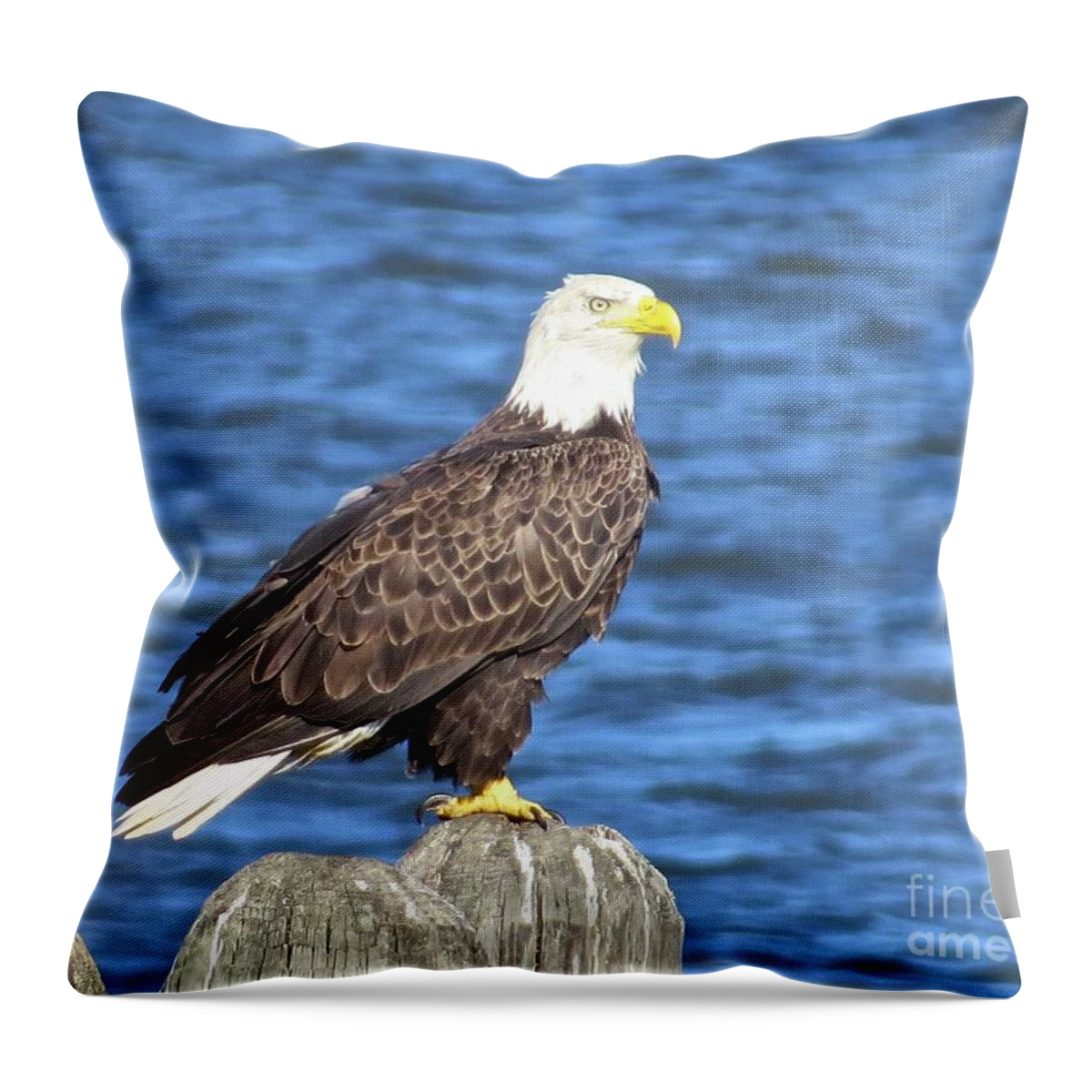 Eagle Throw Pillow featuring the photograph Eagle at East Point by Nancy Patterson