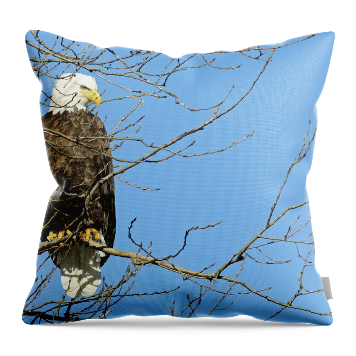 Eagle Throw Pillow featuring the photograph Eagle by Brook Burling