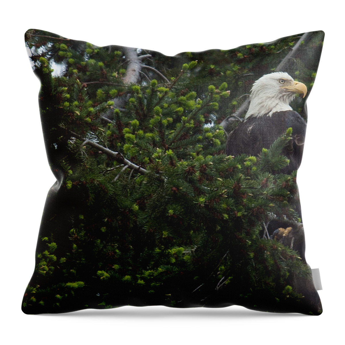 Bald Eagle Throw Pillow featuring the photograph Eagle Eye by Randy Hall