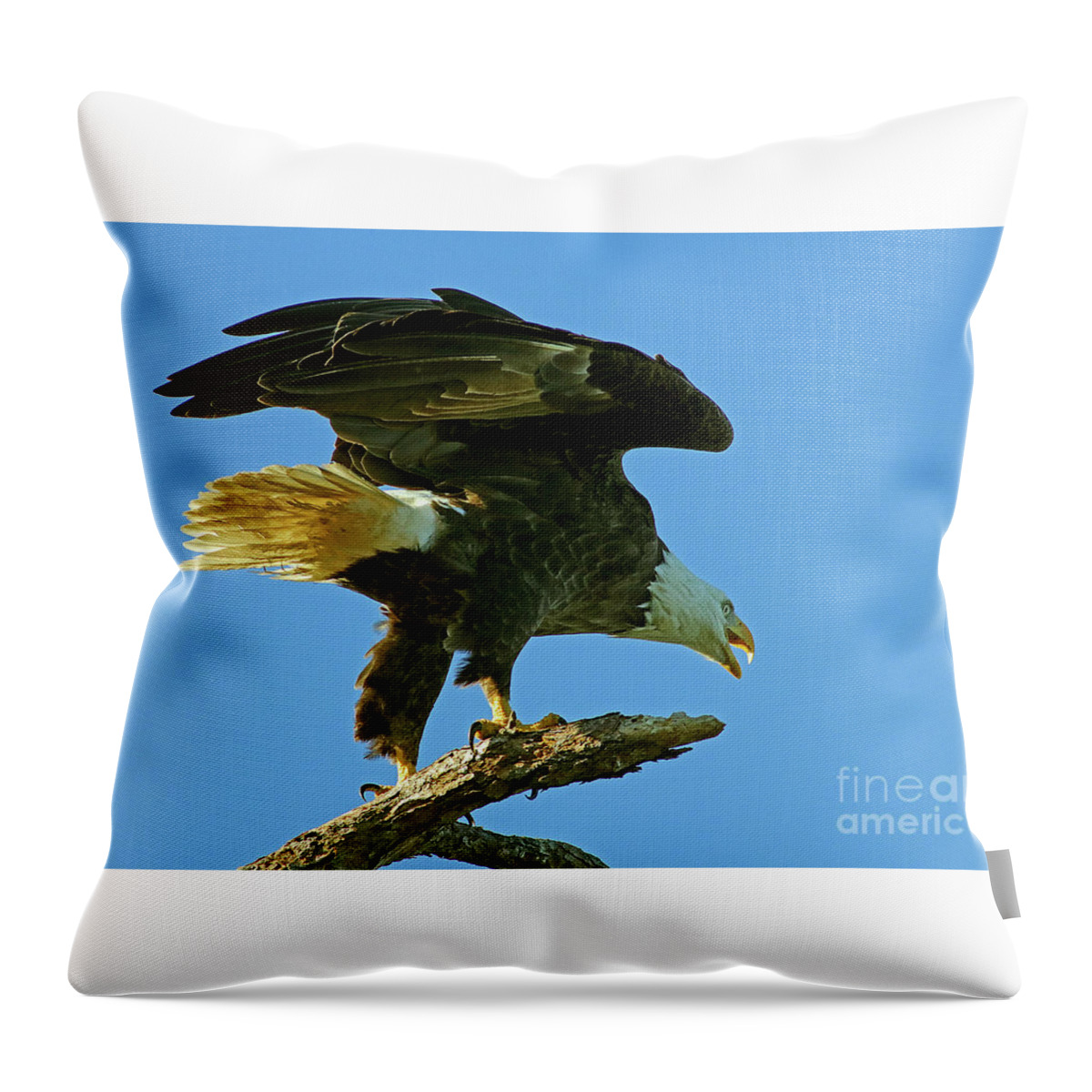 Eagle Throw Pillow featuring the photograph Eagle Mom, the Scolding by Larry Nieland