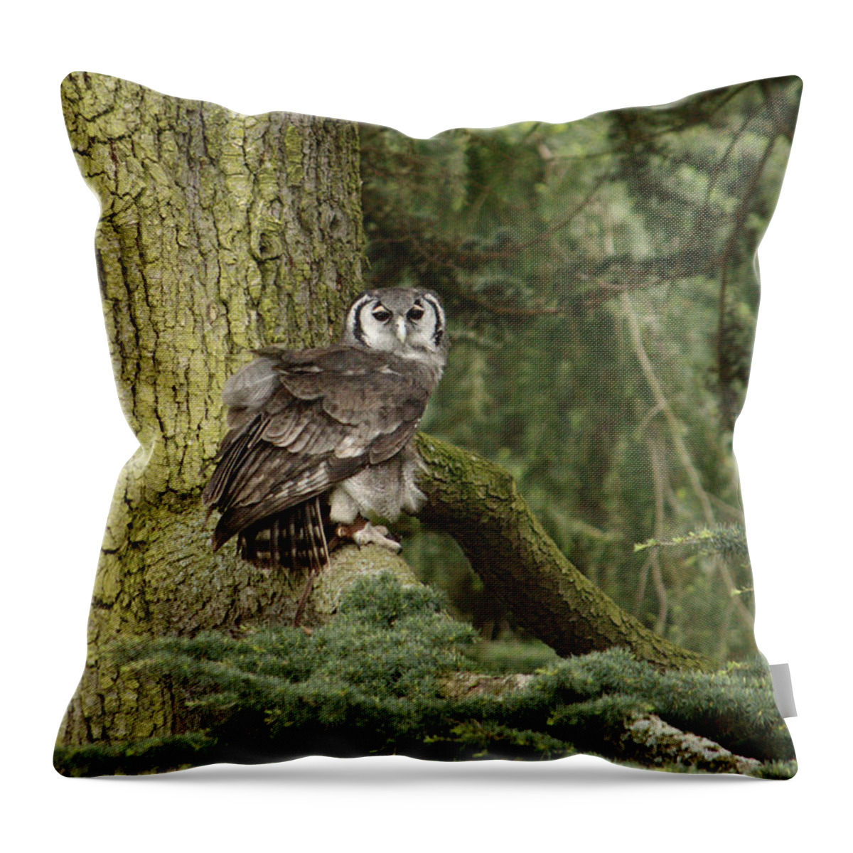 Owl Throw Pillow featuring the photograph Eagle Owl In Forest by Adrian Wale