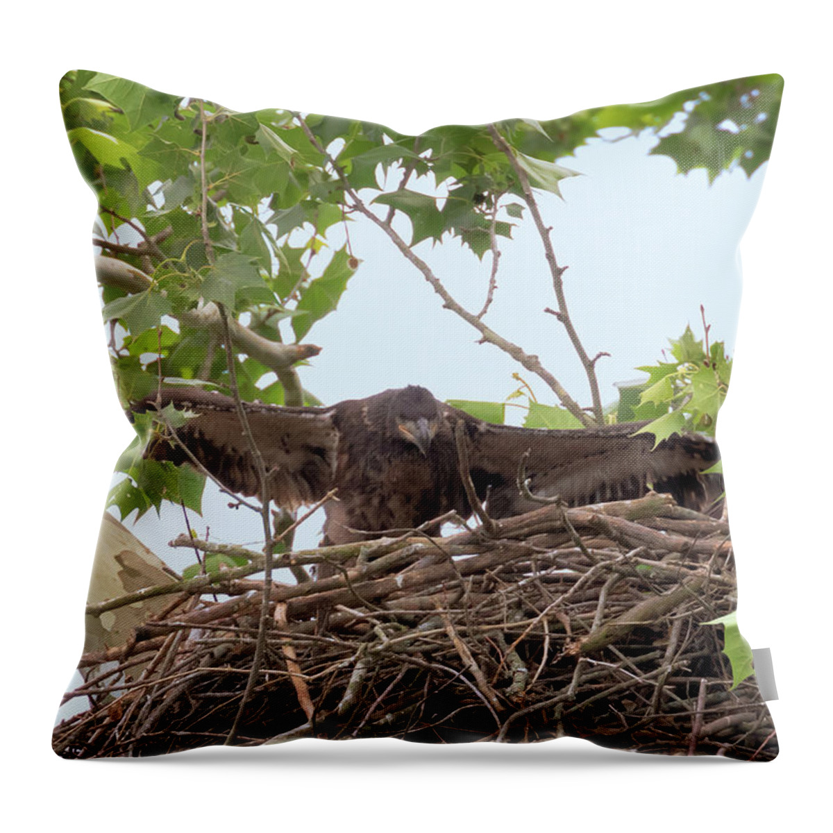 Bald Eagle Throw Pillow featuring the photograph Eaglet Flying Practice 2 by Susan Rissi Tregoning
