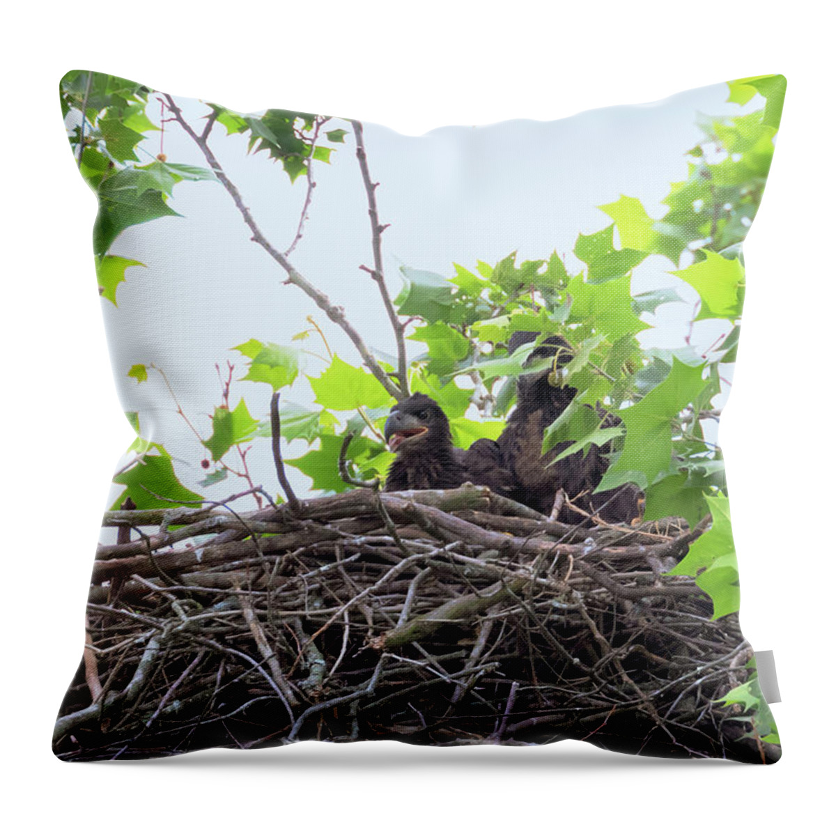 Bald Eagle Throw Pillow featuring the photograph Eaglets in the Nest 1 by Susan Rissi Tregoning