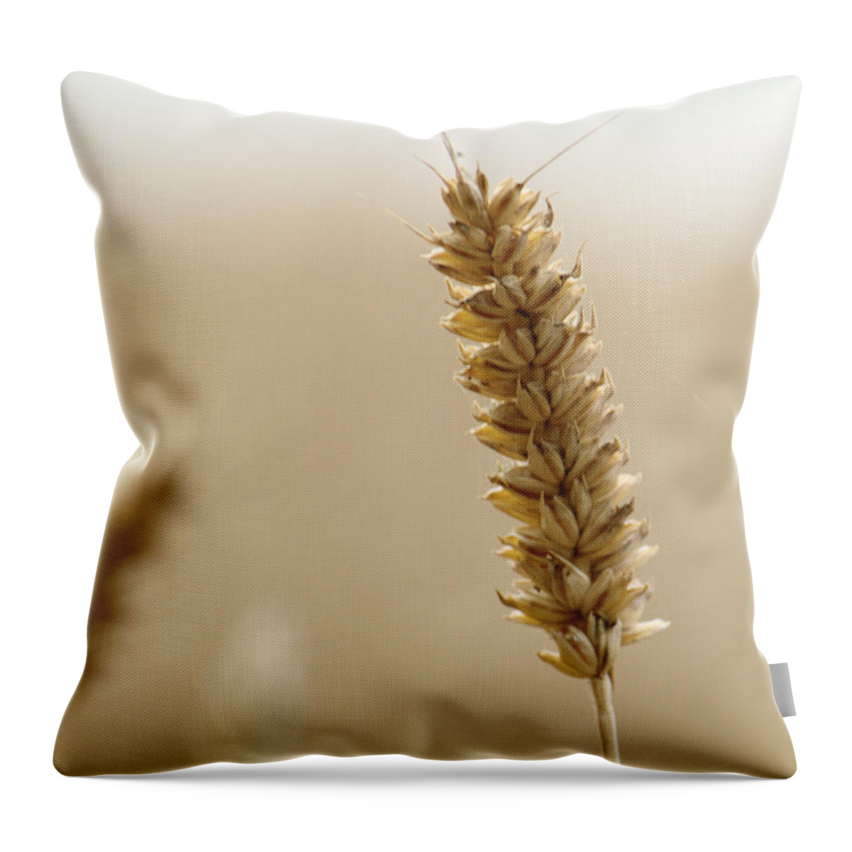 Ear Throw Pillow featuring the photograph Ear Of Wheat by Adrian Wale