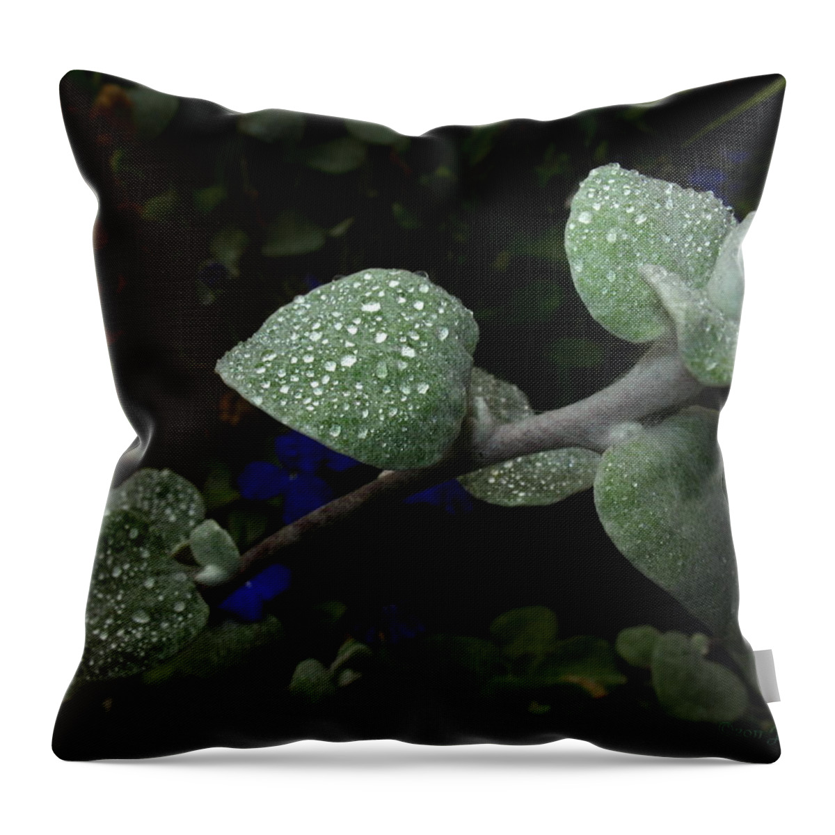 Dew Throw Pillow featuring the photograph Early Morning Water Droplets by Joyce Dickens