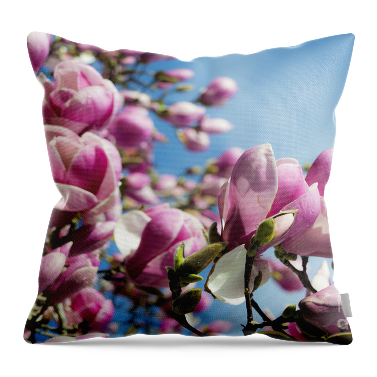 Magnolia Throw Pillow featuring the photograph Early Spring Magnolia by Angela DeFrias