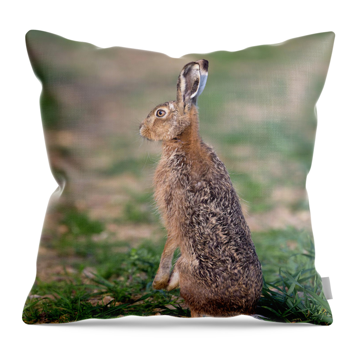 Brown Throw Pillow featuring the photograph Ears Up by Pete Walkden