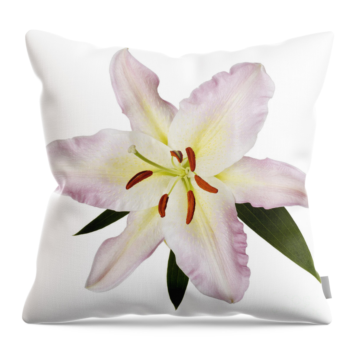Flowers Flowers Throw Pillow featuring the photograph Easter Lilly 1 by Tony Cordoza