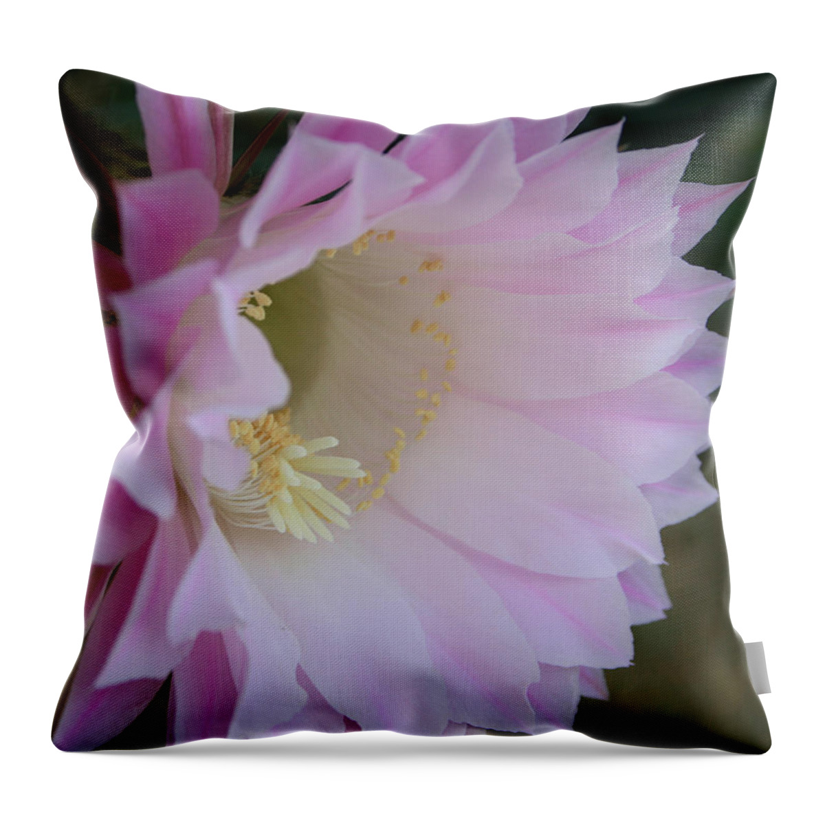 Cactus Easter Lily Bloom Throw Pillow featuring the painting Easter Lily Cactus East 2 by Marna Edwards Flavell