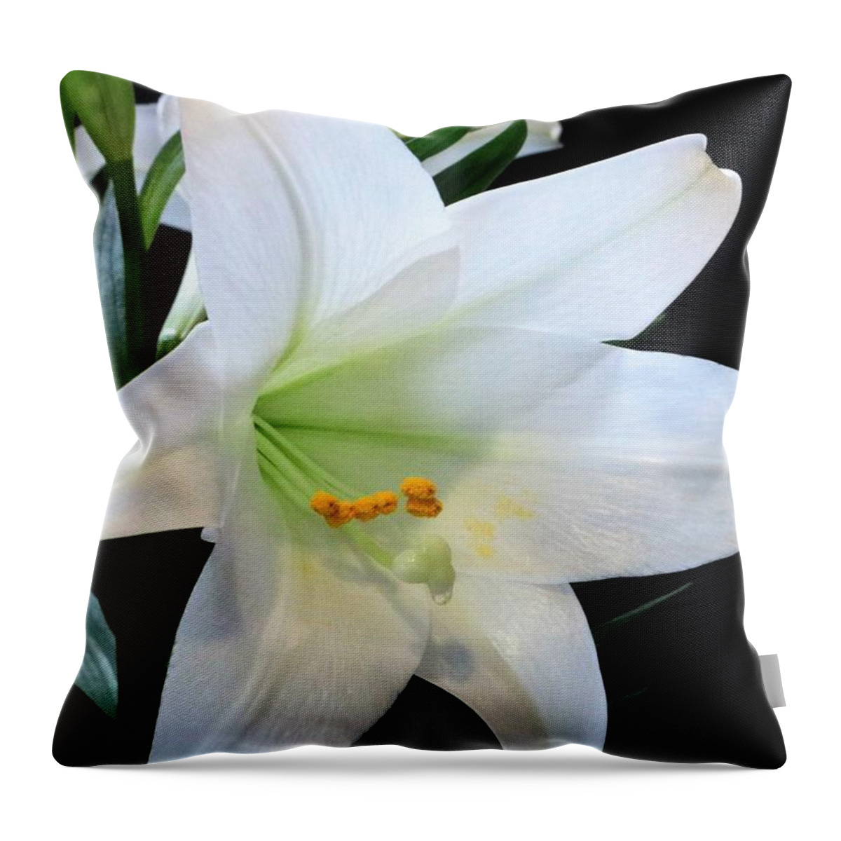 Nature Throw Pillow featuring the photograph Easter Lily on Black by Sheila Brown