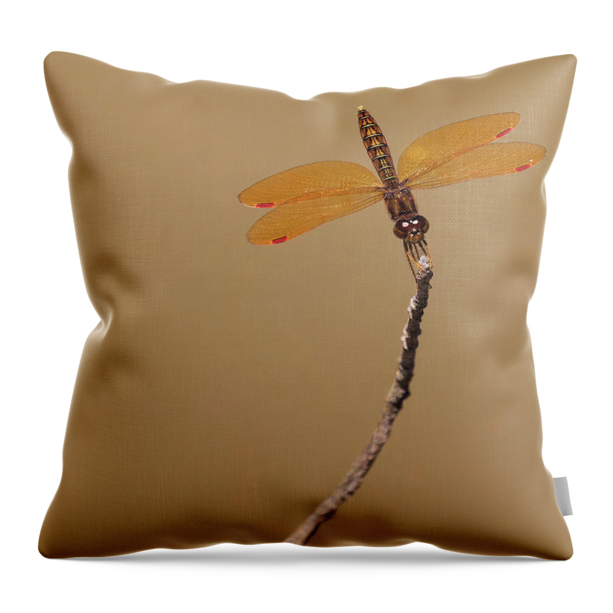 Dragonfly Throw Pillow featuring the photograph Eastern Amberwing by Art Cole