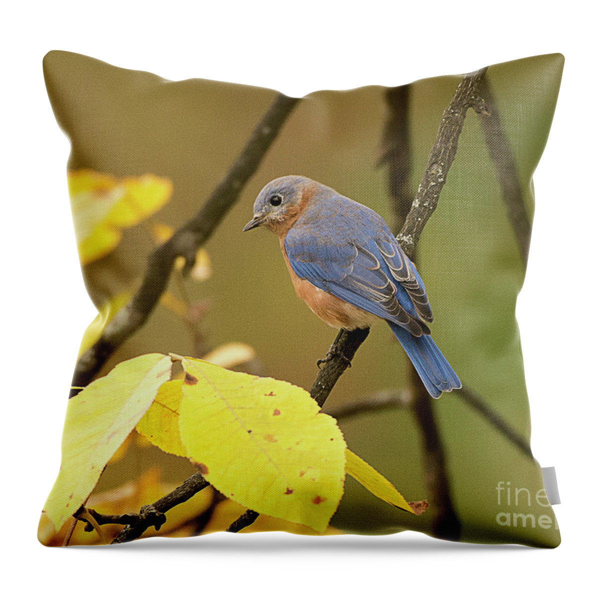 Bird Throw Pillow featuring the photograph Eastern Bluebird by Dennis Hammer