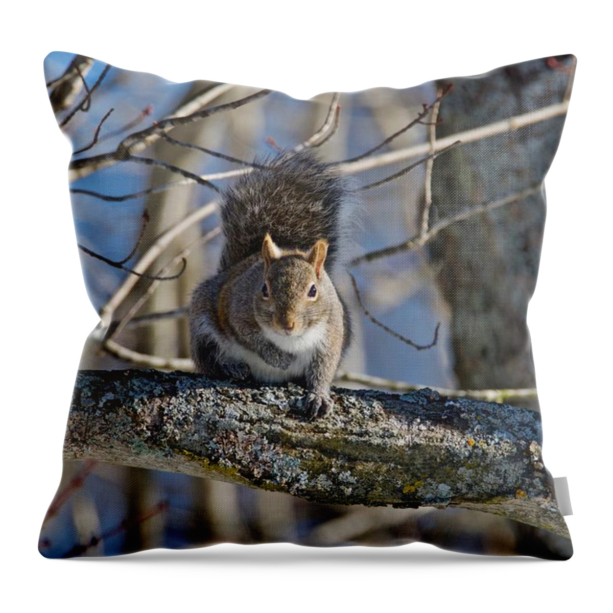 Gray Throw Pillow featuring the photograph Eastern Gray squirrel by Michael Peychich