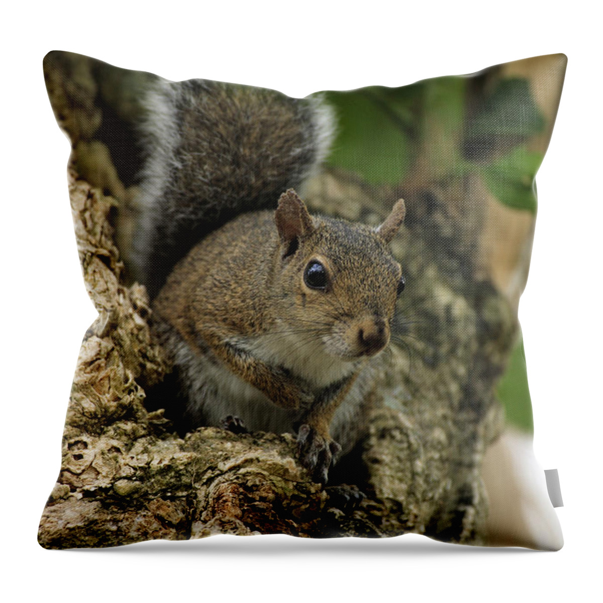 Eastern Gray Squirrel Throw Pillow featuring the photograph Eastern Gray Squirrel by Sohns/Okapia