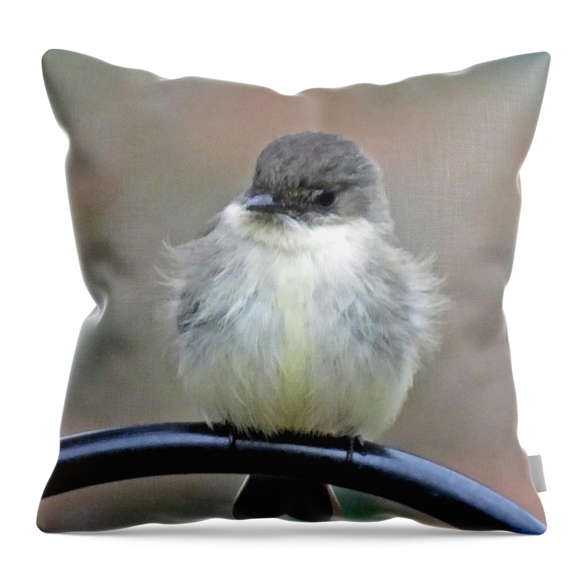 Birding Throw Pillow featuring the photograph Eastern Phoebe 4 by Lizi Beard-Ward