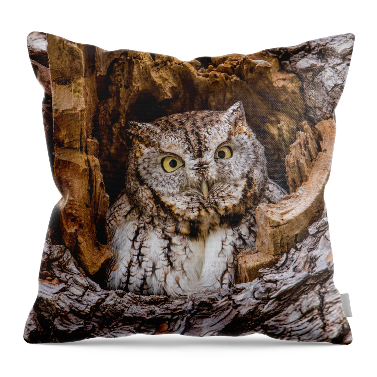 Eastern Screech-owl Portrait Throw Pillow featuring the photograph Eastern Screech-Owl Portrait by Morris Finkelstein