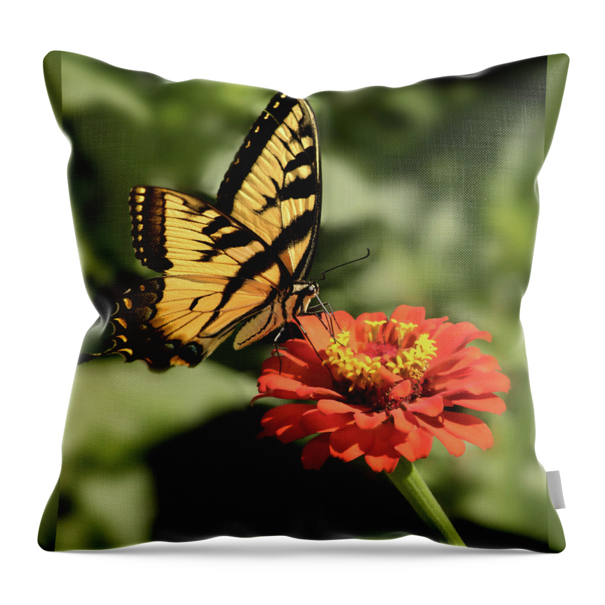 Butterfly Throw Pillow featuring the photograph Eastern Yellow Swallowtail by Don Spenner