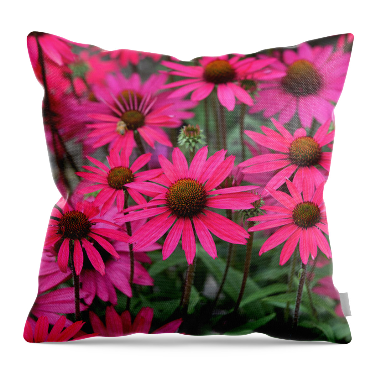 Echinacea Cheyenne Spirit Throw Pillow featuring the photograph Echinacea Glowing Dream Flowers by Tim Gainey