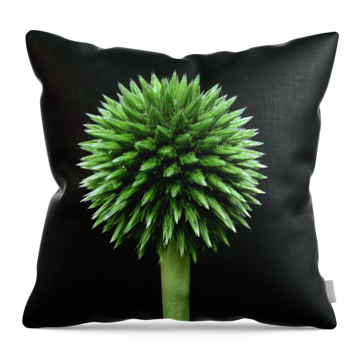 Flower Echinops Flower Head Green Plant Horticulture Abstract Minimalist Black Background Structural Stem Stalk Raindrops Throw Pillow featuring the photograph Echinops by Jeff Townsend